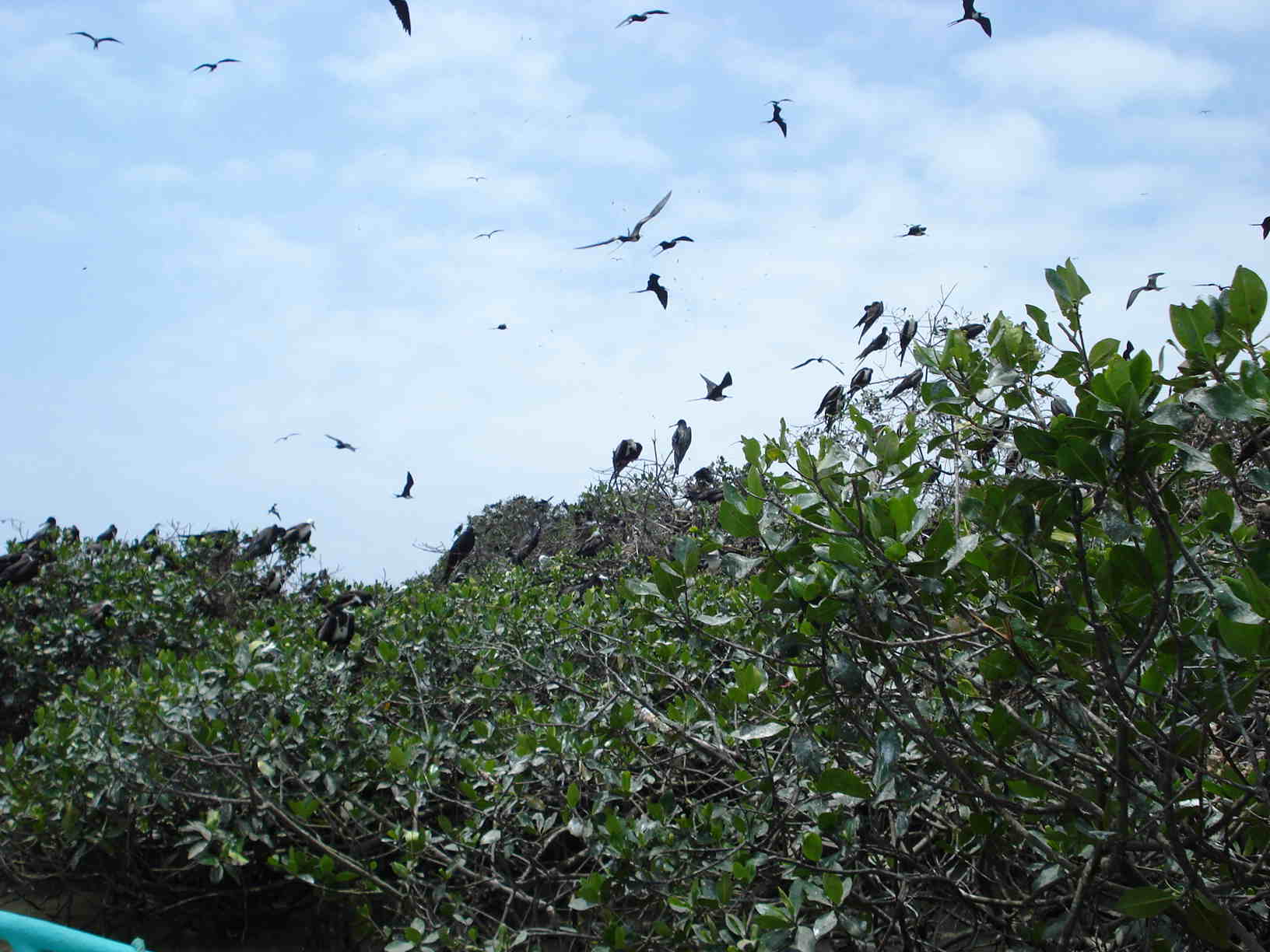 aves en Puerto Pizarro (Perù)